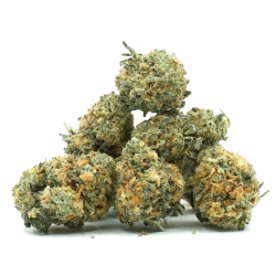 Orange Bud - Small Bud Indoor
