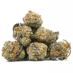 Purple Haze Cryo - Small Bud...