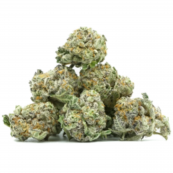Gelato - Small Bud Indoor
