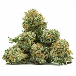 Suprême Amnesia Small bud