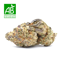 Purple Haze BIO