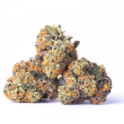 Apple Fritter CBD+ - Small...