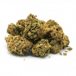 BOTADREAM - CBD BRETON