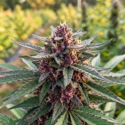 Purple Haze - Graines...