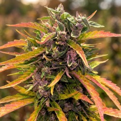 Gorilla Glue Auto - Graines...