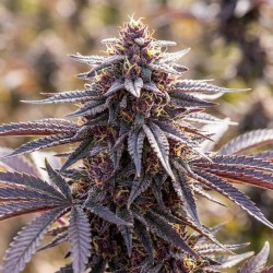 Grandaddy Purple - Graines...