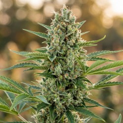 Jack Herer - Graines...