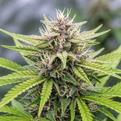 Tropicana Cookies - Graines...