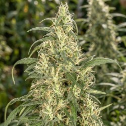 Skunk 1 - Graines Féminisées...